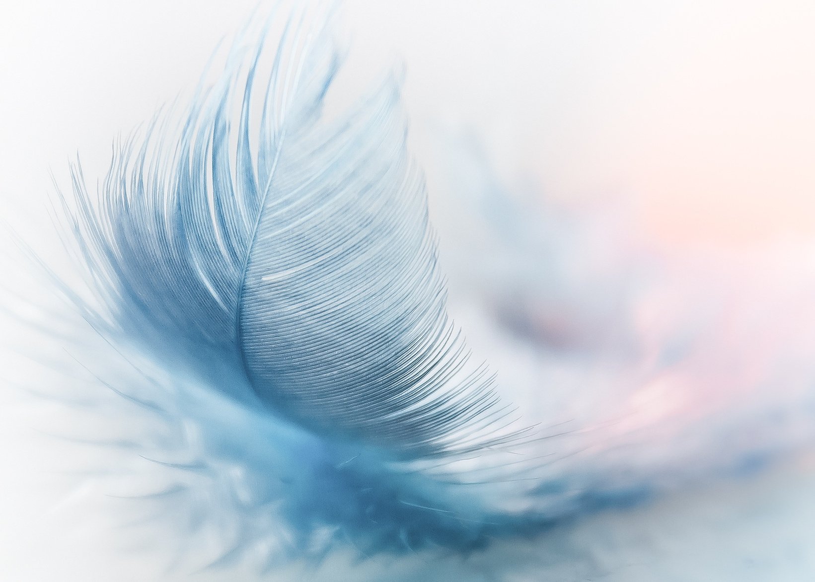 Close Up View Of Blue Bird Feather